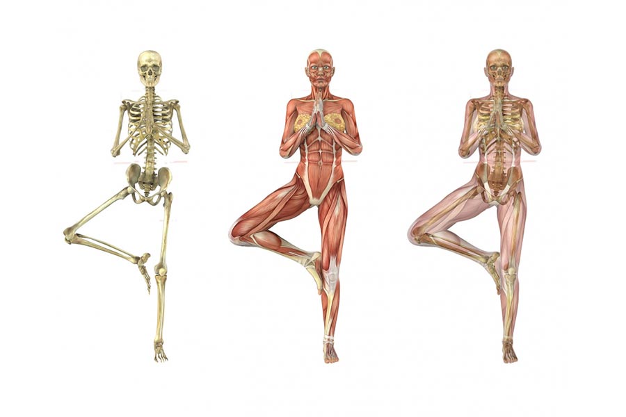 FORMATION 25 HEURES ANATOMIE AVANCÉE (appliquée au Yoga)